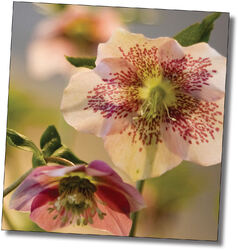 blomsterkort_stort_til_webbutikk